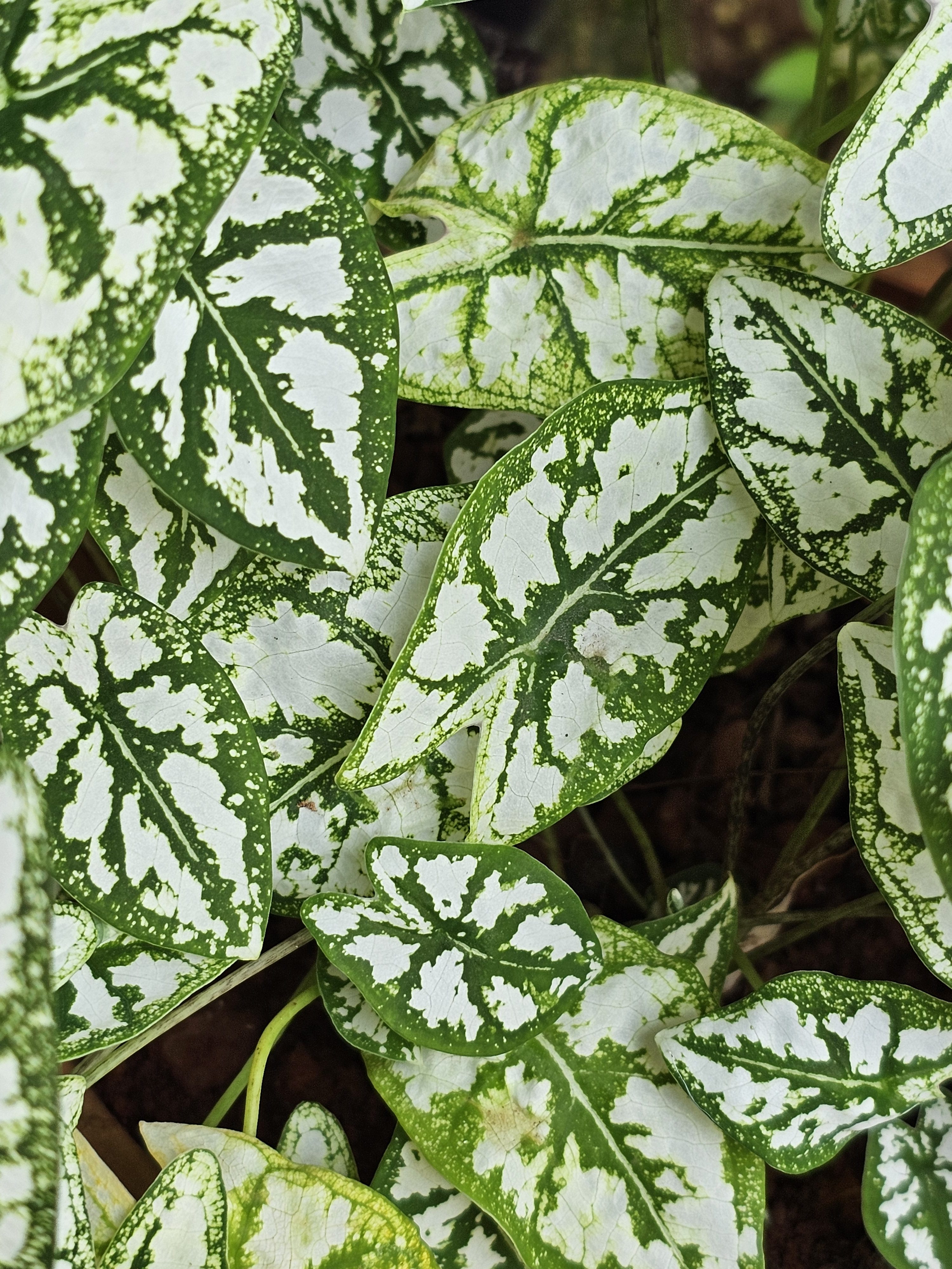A Caladium bicolor plant, also known as elephant ears, is characterized by its large, heart-shaped leaves with striking white and green variegation. These tropical plants are popular for their ornamental foliage, adding a vibrant and lush appearance to gardens and indoor spaces. Captured from my cousin’s garden in Kozhikode, Kerala.