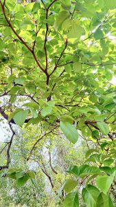 

A close-up view of lush green leaves and branches of a tree, with sunlight filtering through the foliage. 
