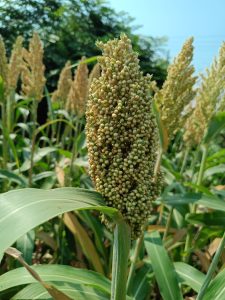 A close-up view of a tall sorghum plant showcasing a dense cluster of greenish seeds at the top, surrounded by broad green leaves. In the background, other sorghum plants with mature seed heads in a lighter color are visible, set against a clear blue sky and a backdrop of green foliage.

