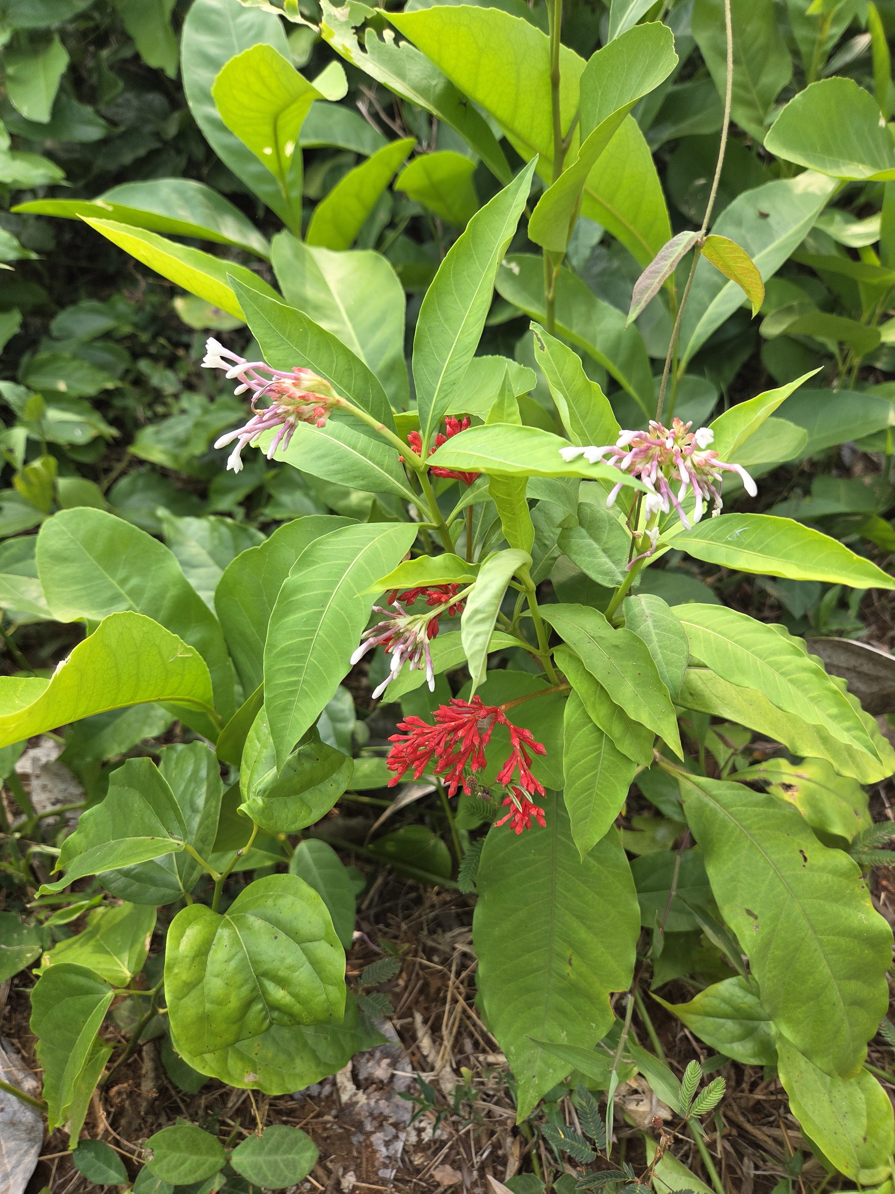 Indian snakeroot
A lush green indian snakeroot plant with glossy leaves and clusters of small, tubular flowers with pinkish-white petals and vibrant red centers, set against a background of dense foliage.