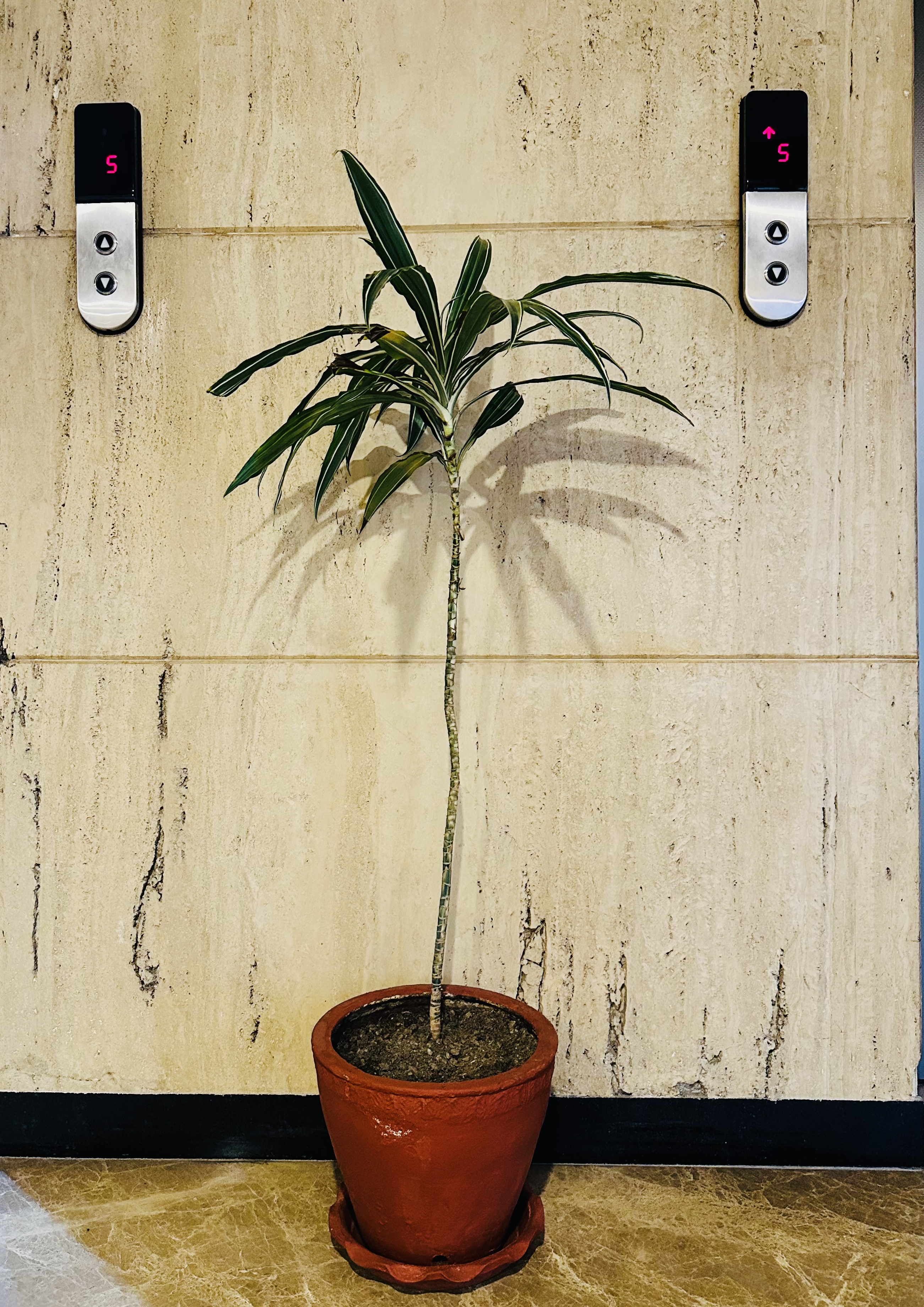 A potted plant with slender leaves stands against a textured beige wall.
