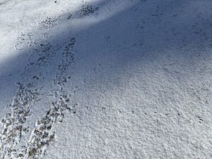 A light snow on the ground with many animal tracks from a night of activity.  Mouse, rabbit, bird, and vole tracks.
