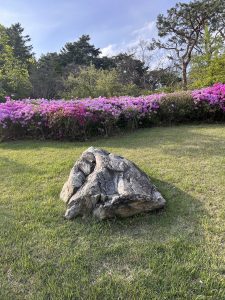 A large, textured rock sits on vibrant green grass, with a backdrop of blooming pink azalea bushes.