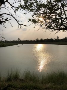 A serene lake scene at sunset with the sun reflecting off the water. The foreground features grass and branches, while the horizon shows a line of trees silhouetted against the sky.