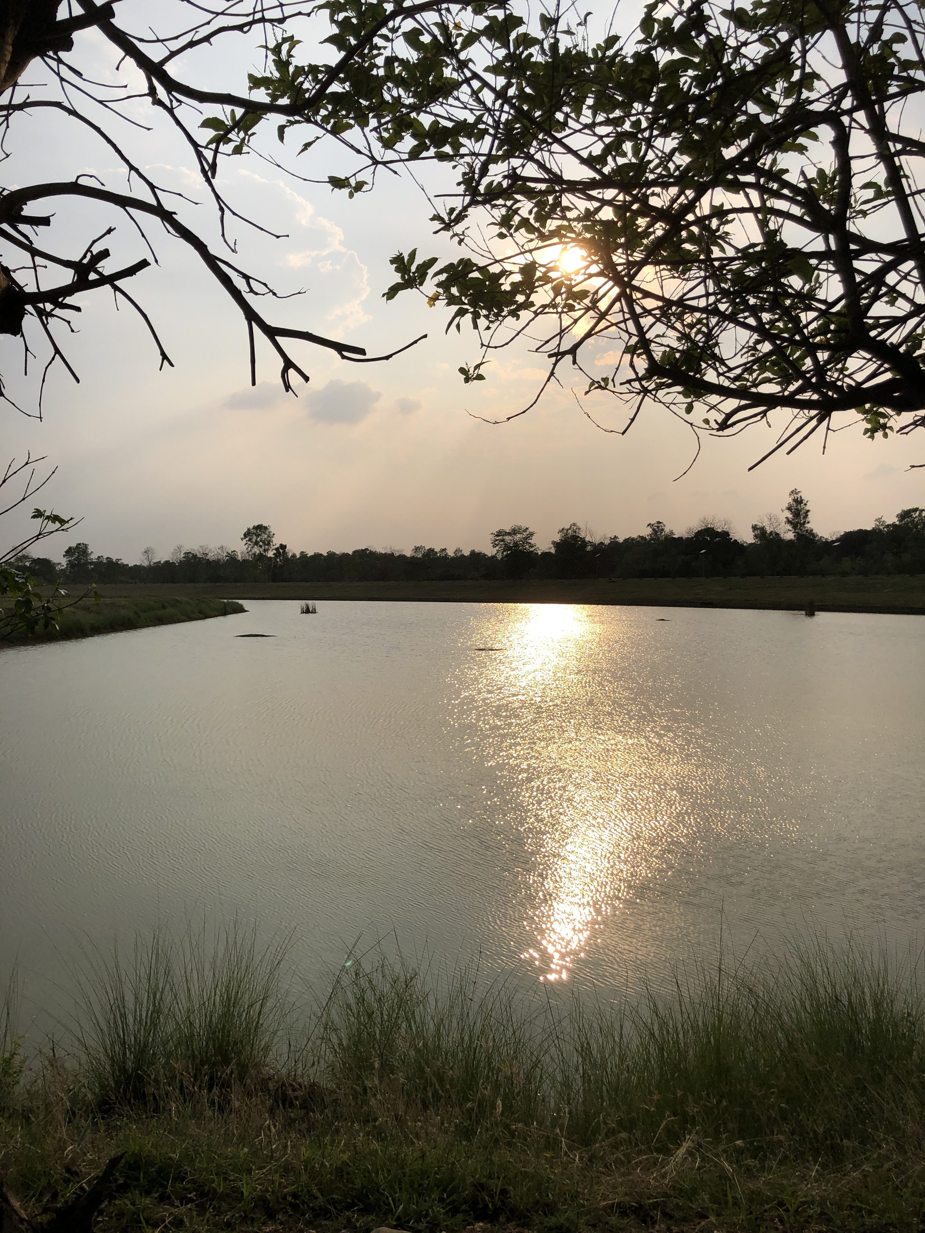 A serene lake scene at sunset with the sun reflecting off the water. The foreground features grass and branches, while the horizon shows a line of trees silhouetted against the sky.