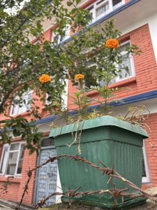A green potted plant with orange marigold flowers is placed on a ledge, with barbed wire in front. In the background, there is a brick building with windows and a tree with green leaves.
