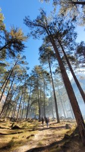 A forest scene featuring tall pine trees reaching towards a clear blue sky. In the foreground, a path winds through the landscape, and several people are walking along this path. The ground is covered in grass and scattered rocks