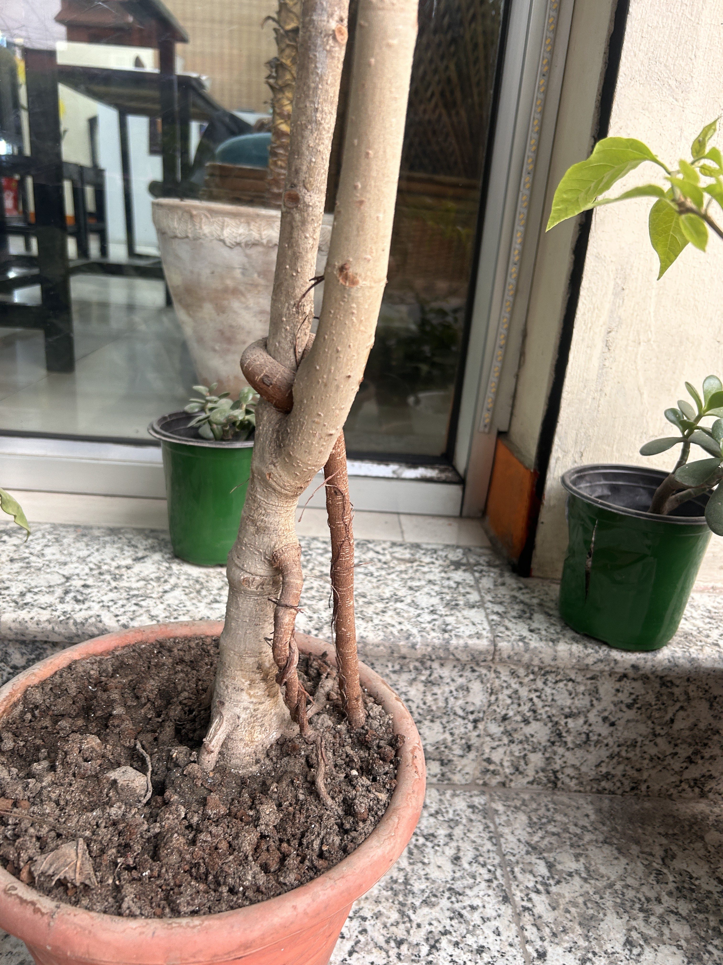 A potted plant with a thick trunk sits on a stone surface.