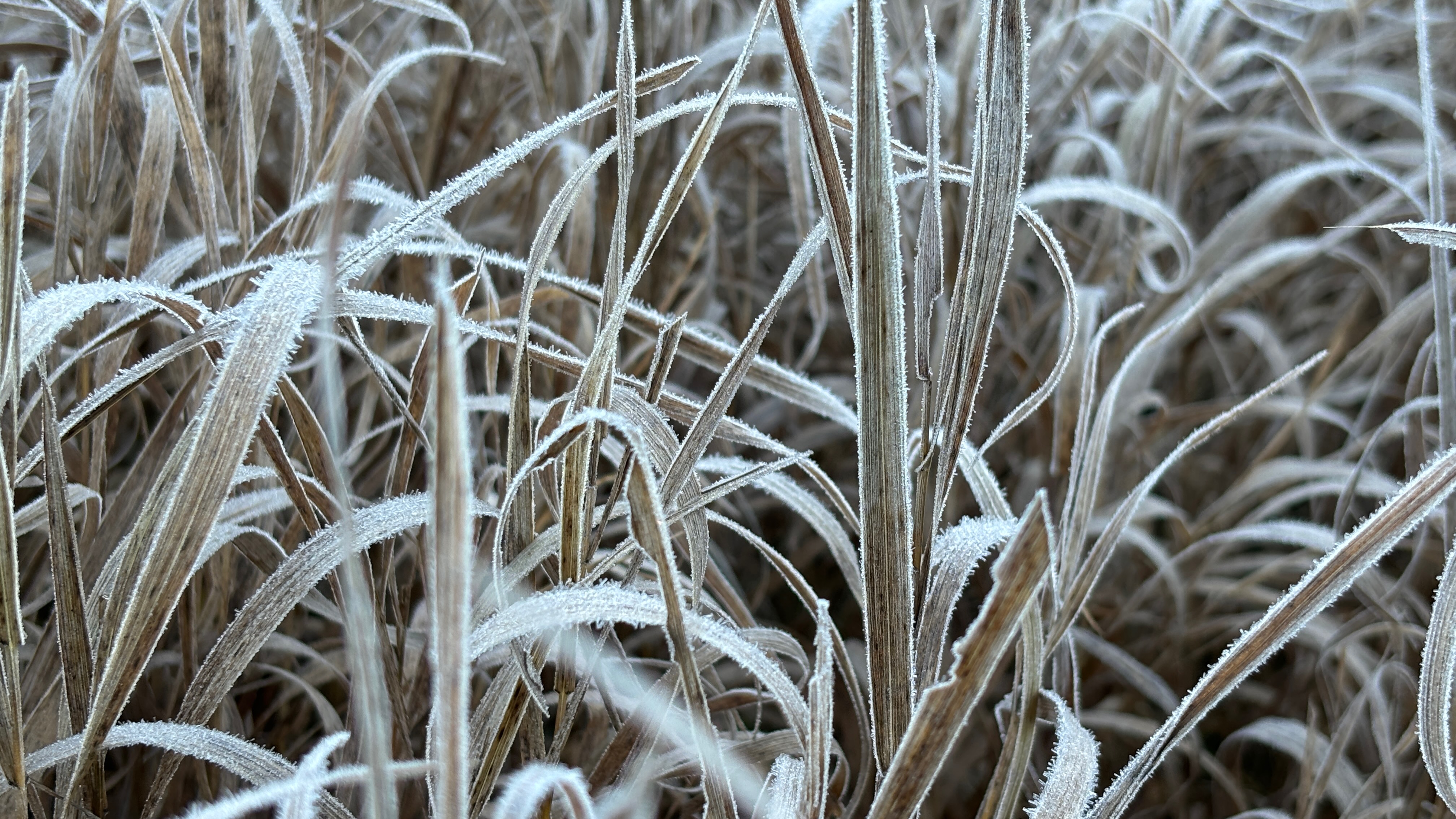 Closeup of frost on tall grass.