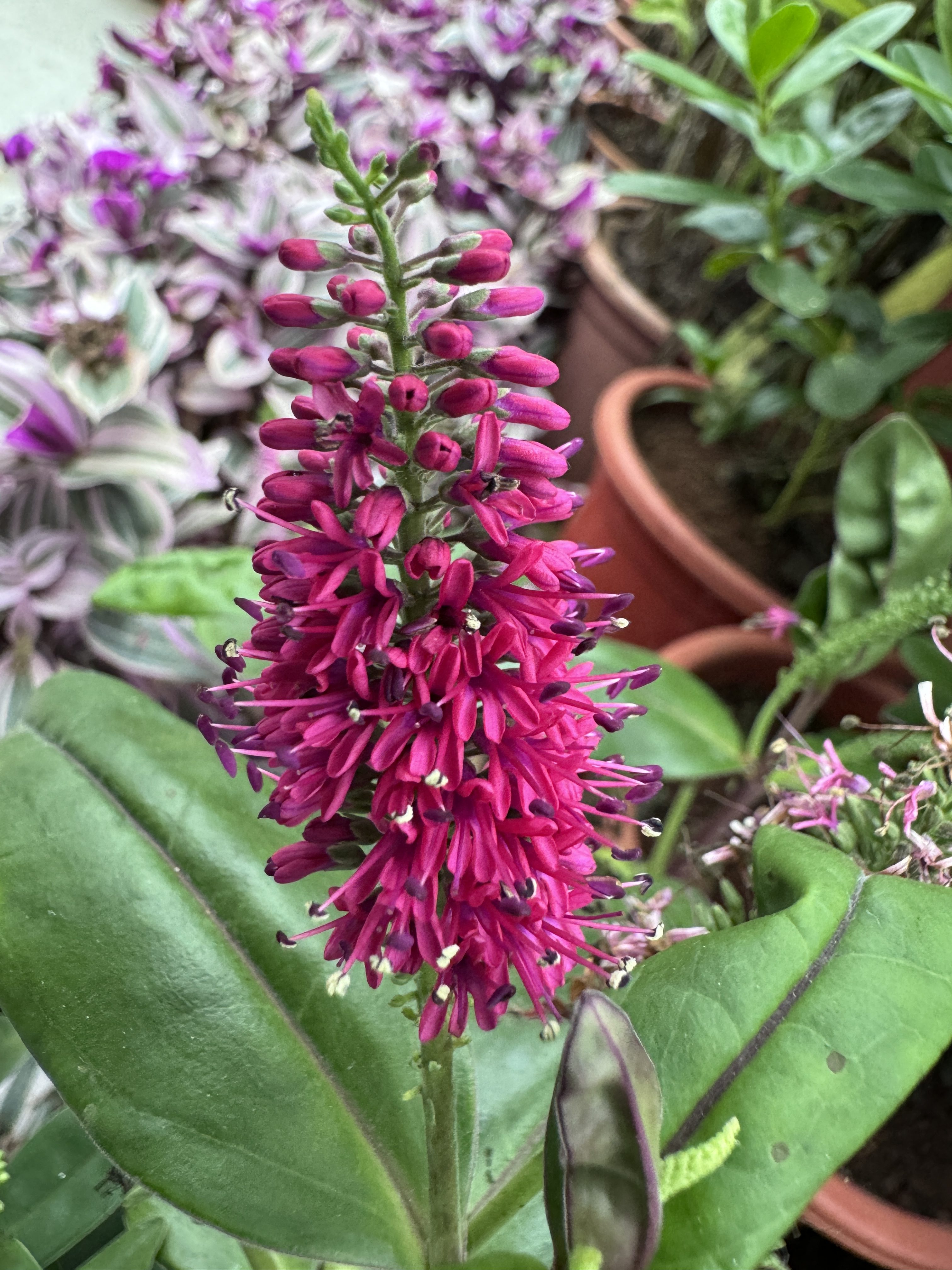 A vibrant, magenta flower spike is surrounded by lush green leaves. In the background, other potted plants with variegated purple and green foliage are visible, creating a lush garden setting.