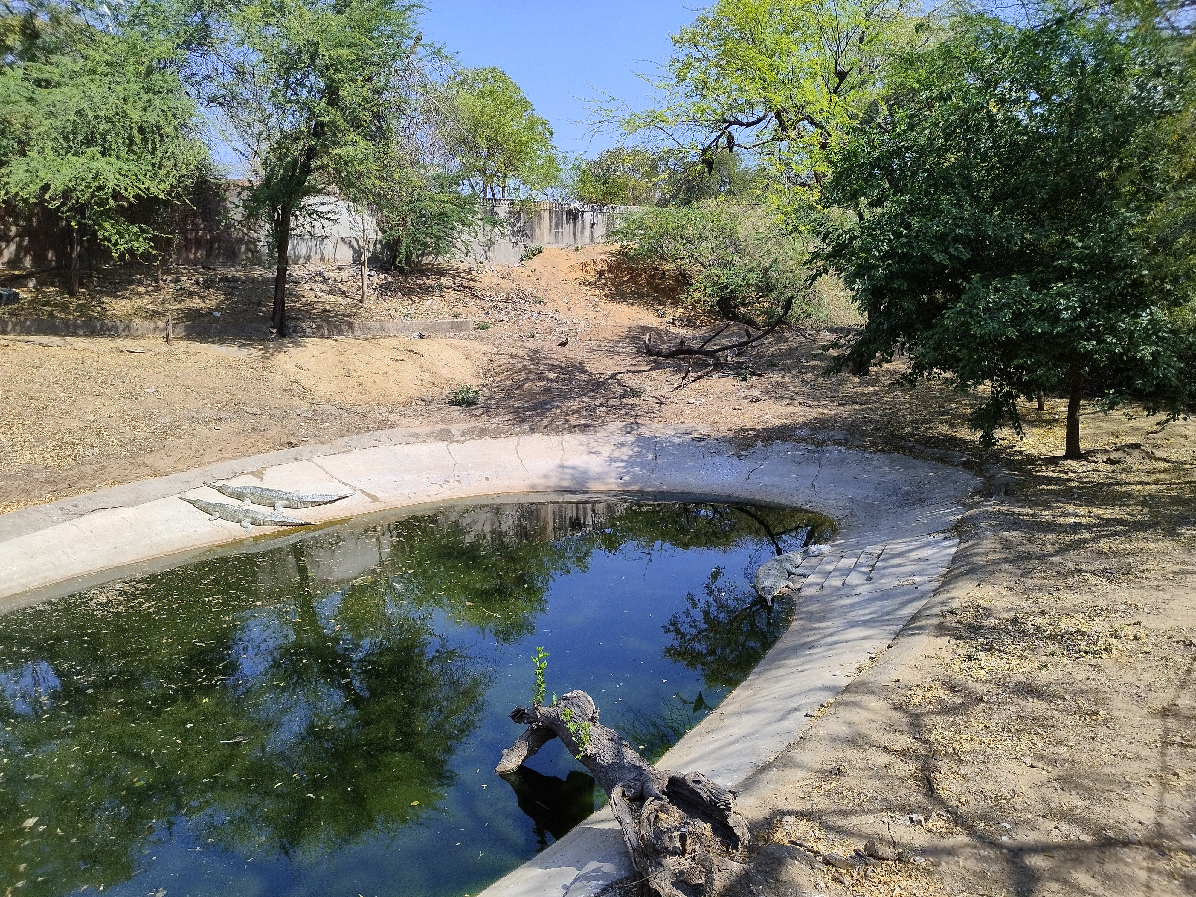 A small, enclosed pond surrounded by dry soil and trees, reflecting the blue sky and foliage. A crocodile is resting on the pond's edge, next to a log.