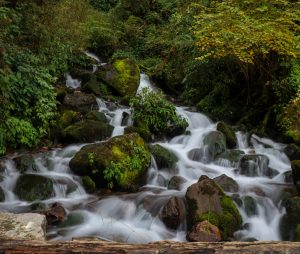 A serene waterfall cascades over moss-covered rocks surrounded by lush green foliage in a dense forest setting.