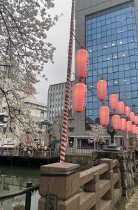 A view of a riverbank adorned with cherry blossom trees and traditional lanterns. The lanterns, hanging from striped poles, are brightly lit and feature Japanese text. In the background, modern buildings reflect a cloudy sky, while a wooden walkway appears alongside the water. The scene captures a blend of nature and urban life.