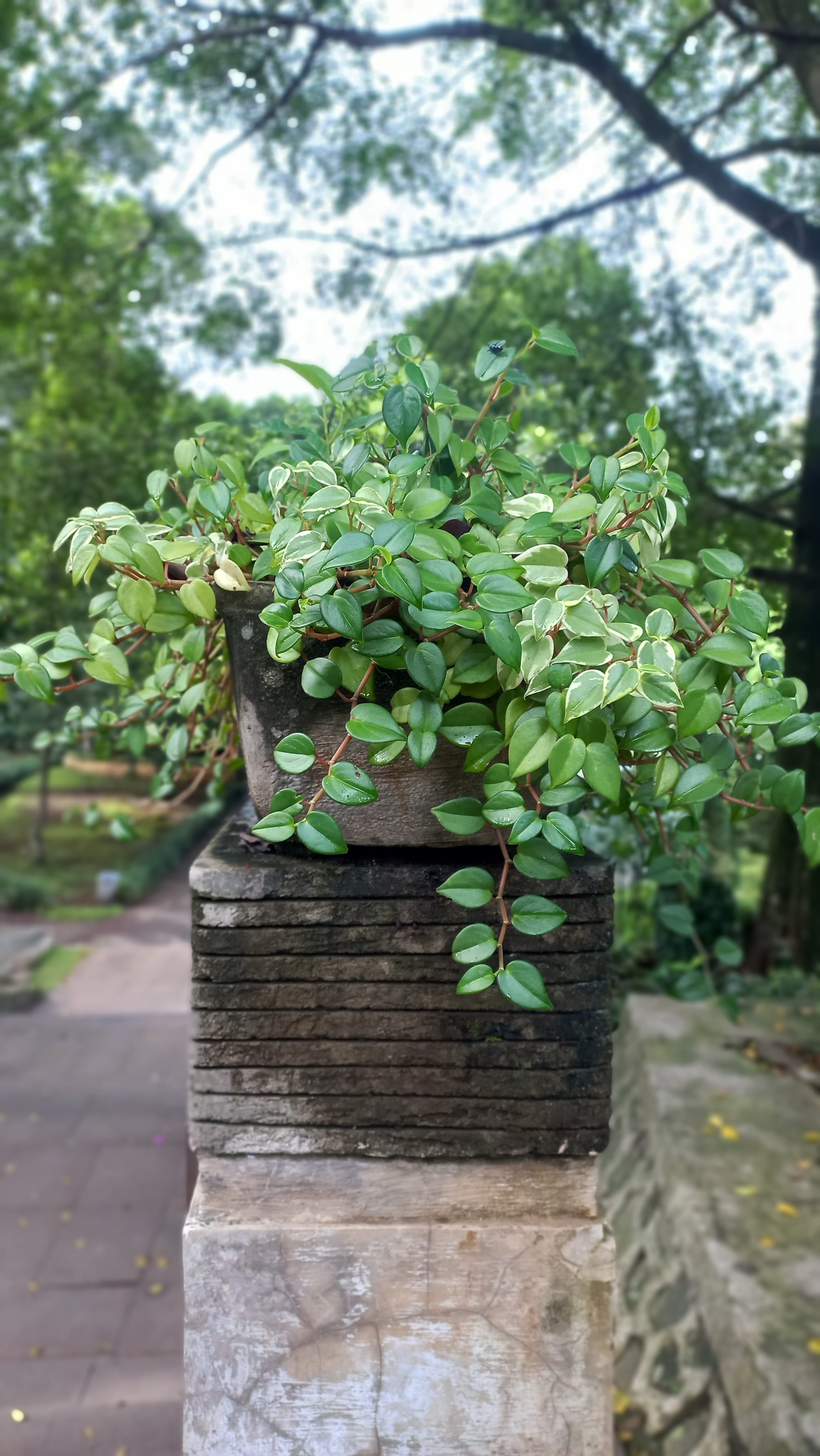 A potted plant with lush green leaves, placed on a stone pedestal, with a blurred background of trees and a pathway in a garden setting.