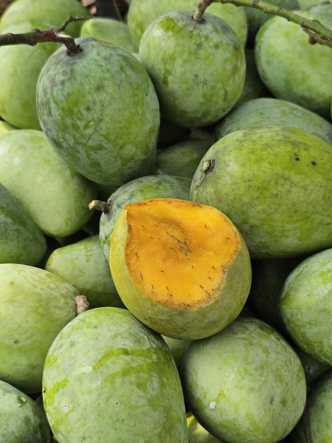 A vibrant cluster of green mangoes fills the frame, with one mango sliced open to reveal its bright orange flesh. The composition emphasizes the natural texture and color variations of the fruit, creating a fresh and inviting visual. It was captured in Kozhikode, Kerala.