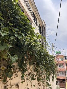 Vines with green leaves covering a wall next to a building,
