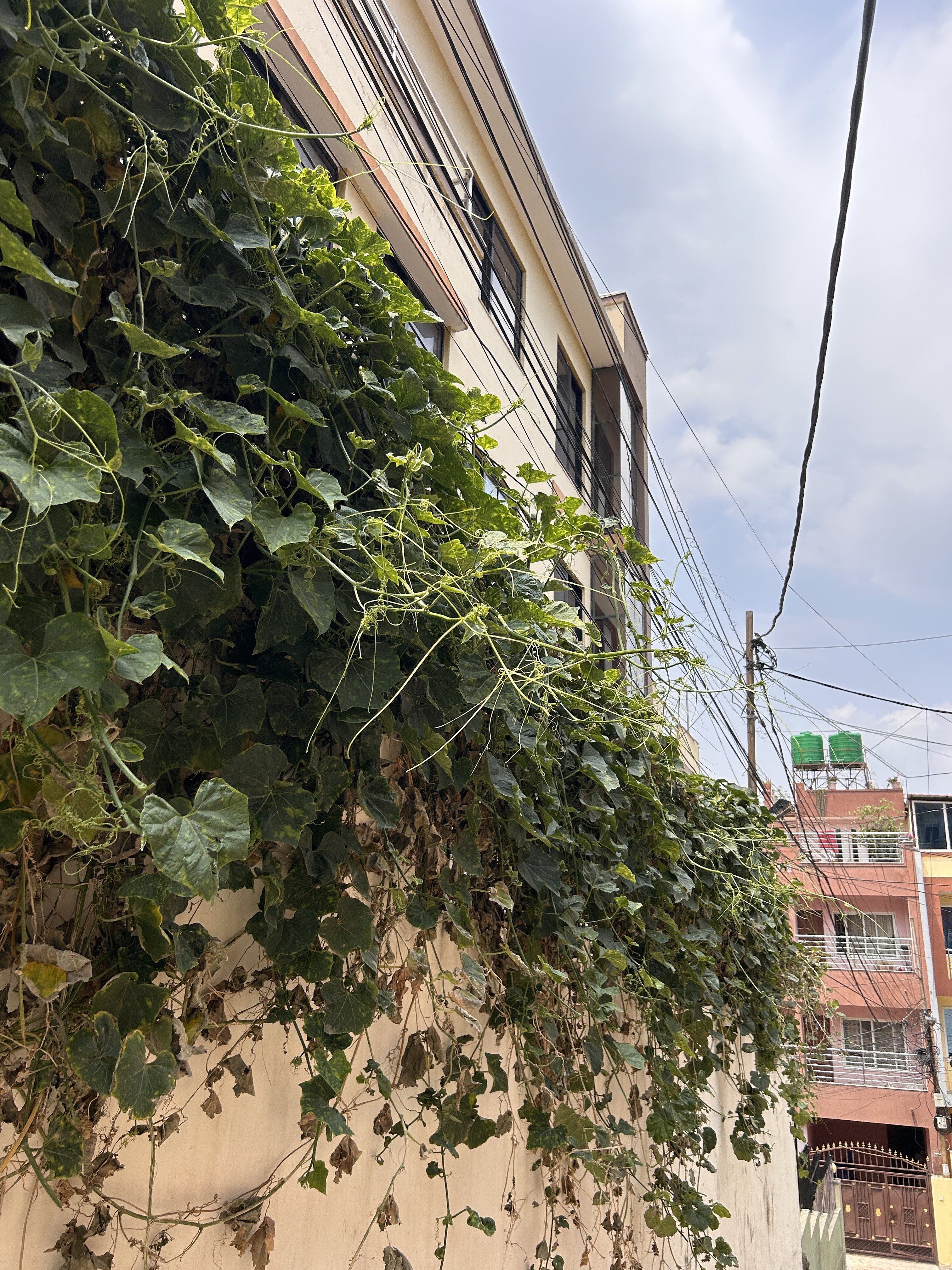 Vines with green leaves covering a wall next to a building,