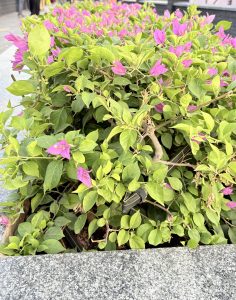 

A lush bush with vibrant pink bougainvillea flowers and abundant green leaves growing in a stone planter.