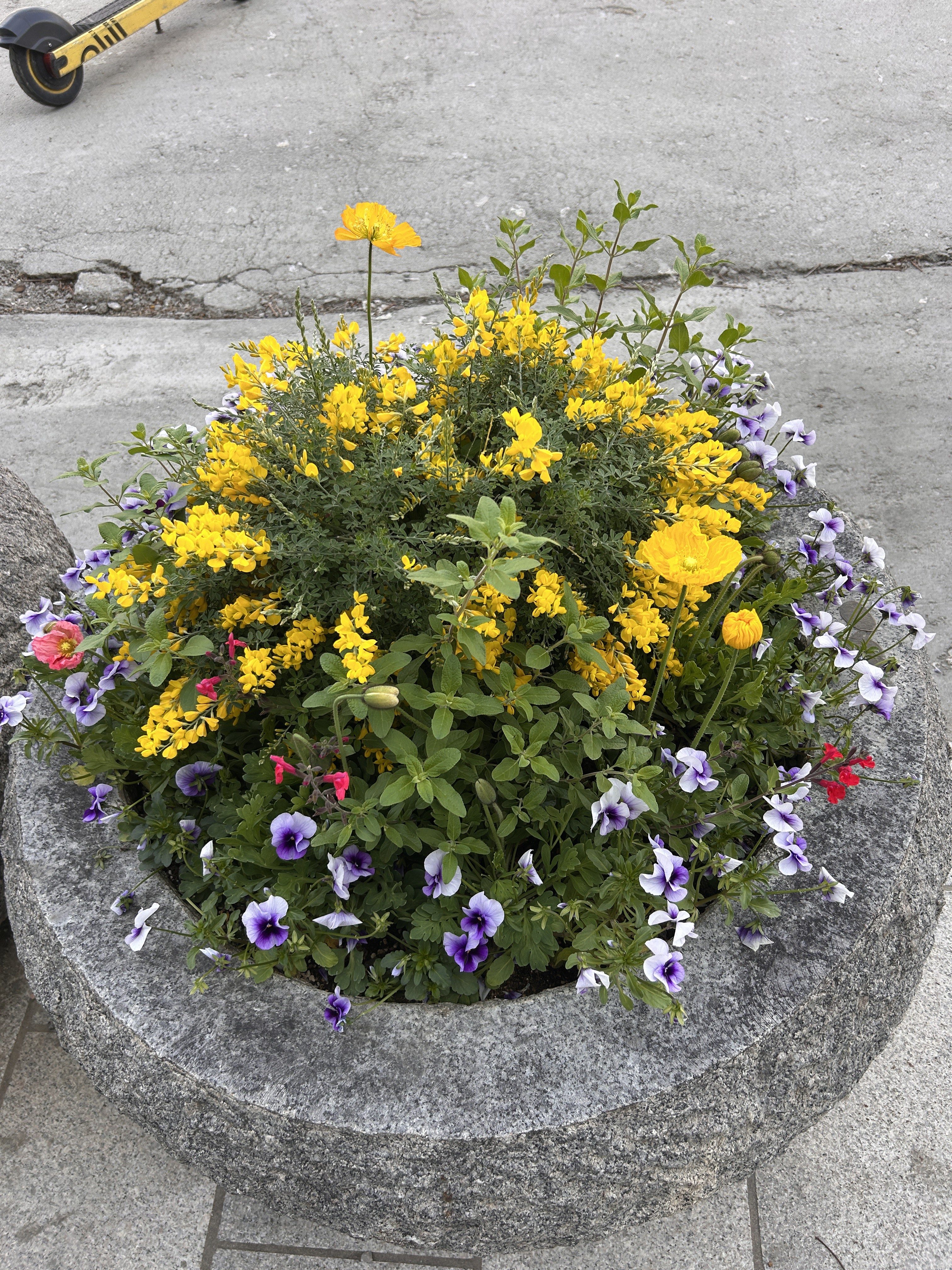 A round stone planter filled with a vibrant display of flowers, primarily featuring yellow blooms and purple pansies.