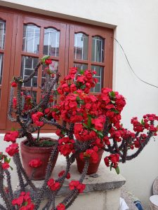 Spiky succulent plant with clusters of vibrant red flowers in two terracotta pots, placed on a ledge in front of a window with wooden frames.