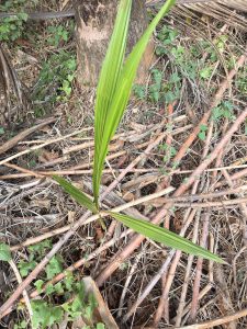 A coconut young palm  plant with elongated green leaves is emerging from the ground amidst a layer of dry twigs and leaves near the base of a tree trunk.
