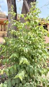 A lush green shrub with numerous vibrant leaves stands in front of large trees. 