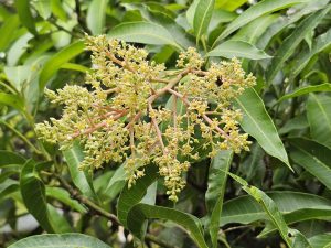 A cluster of mango flowers, which are small and yellowish-green, grows on a tree branch. These flowers are essential for the mango tree's reproduction, eventually developing into the fruit. Captured from my aunt’s garden in Kozhikode, Kerala.
