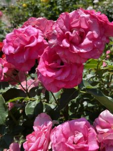 Vibrant pink roses in full bloom with lush green leaves, bathed in sunlight.
