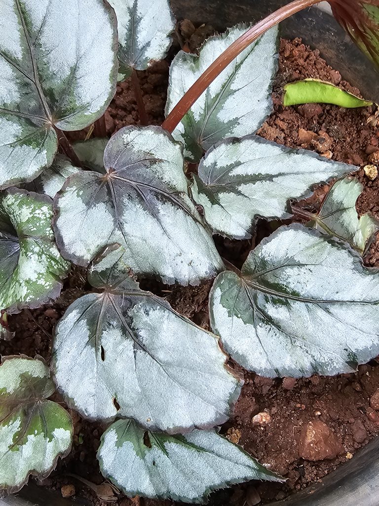 A close-up view of a Begonia plant with large, heart-shaped leaves that have a silvery-green color with darker green veining and edges. The plant is set against a background of reddish-brown soil, and a few other leaves are visible around the main cluster. Captured from my cousin’s garden in Kozhikode, Kerala.