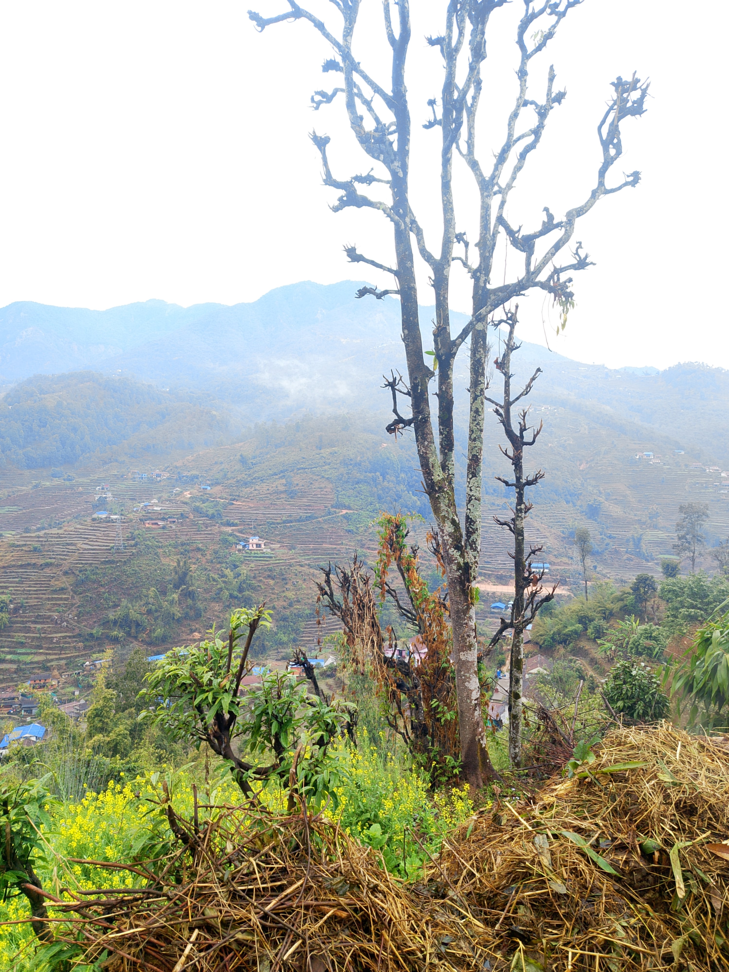 A scenic view of terraced hillsides with a leafless tree in the foreground, surrounded by green vegetation and straw. Misty mountains are in the background under a bright sky.