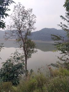 

A tranquil Dipang lake scene with a single tree in the foreground, surrounded by grass and foliage. The lake reflects the overcast sky, and forested hills rise in the background.