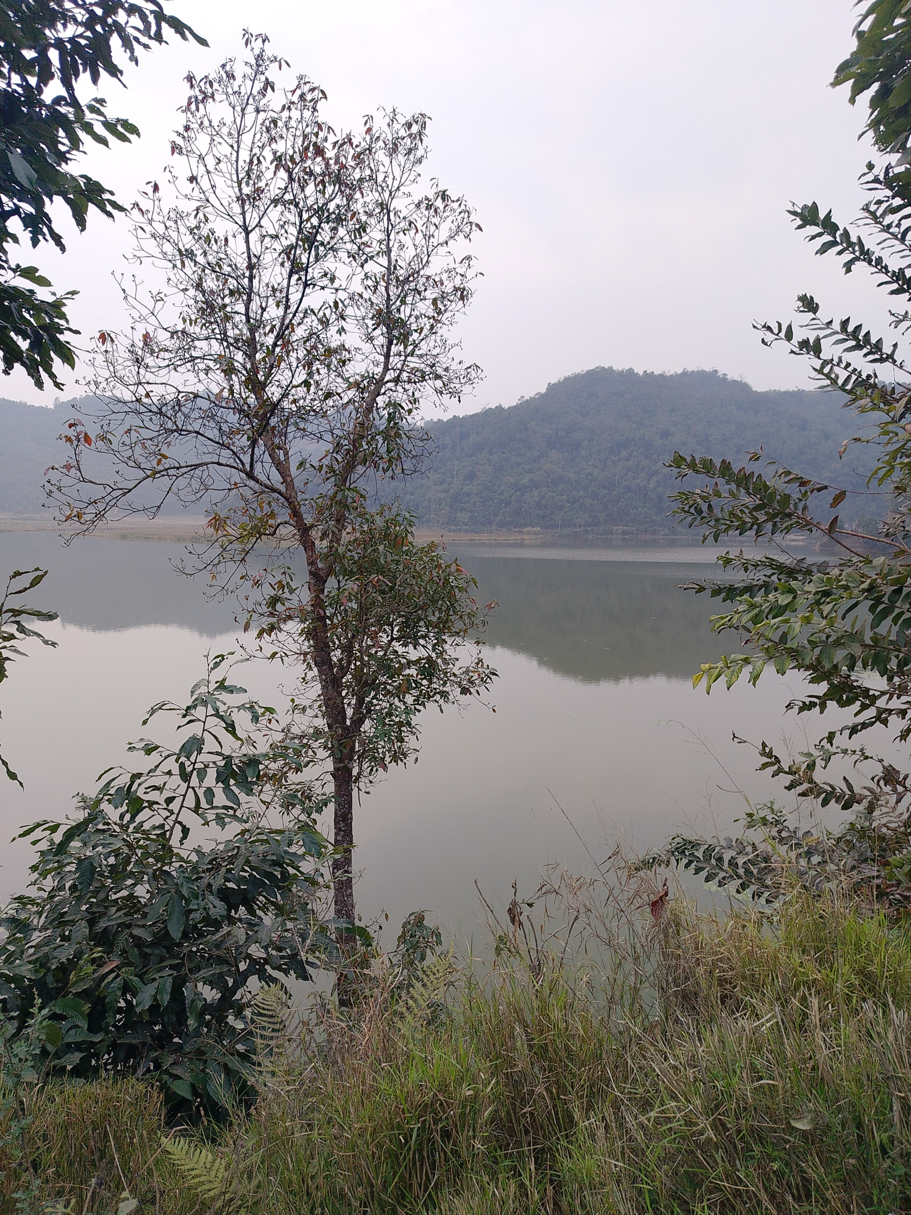 A tranquil Dipang lake scene with a single tree in the foreground, surrounded by grass and foliage. The lake reflects the overcast sky, and forested hills rise in the background.