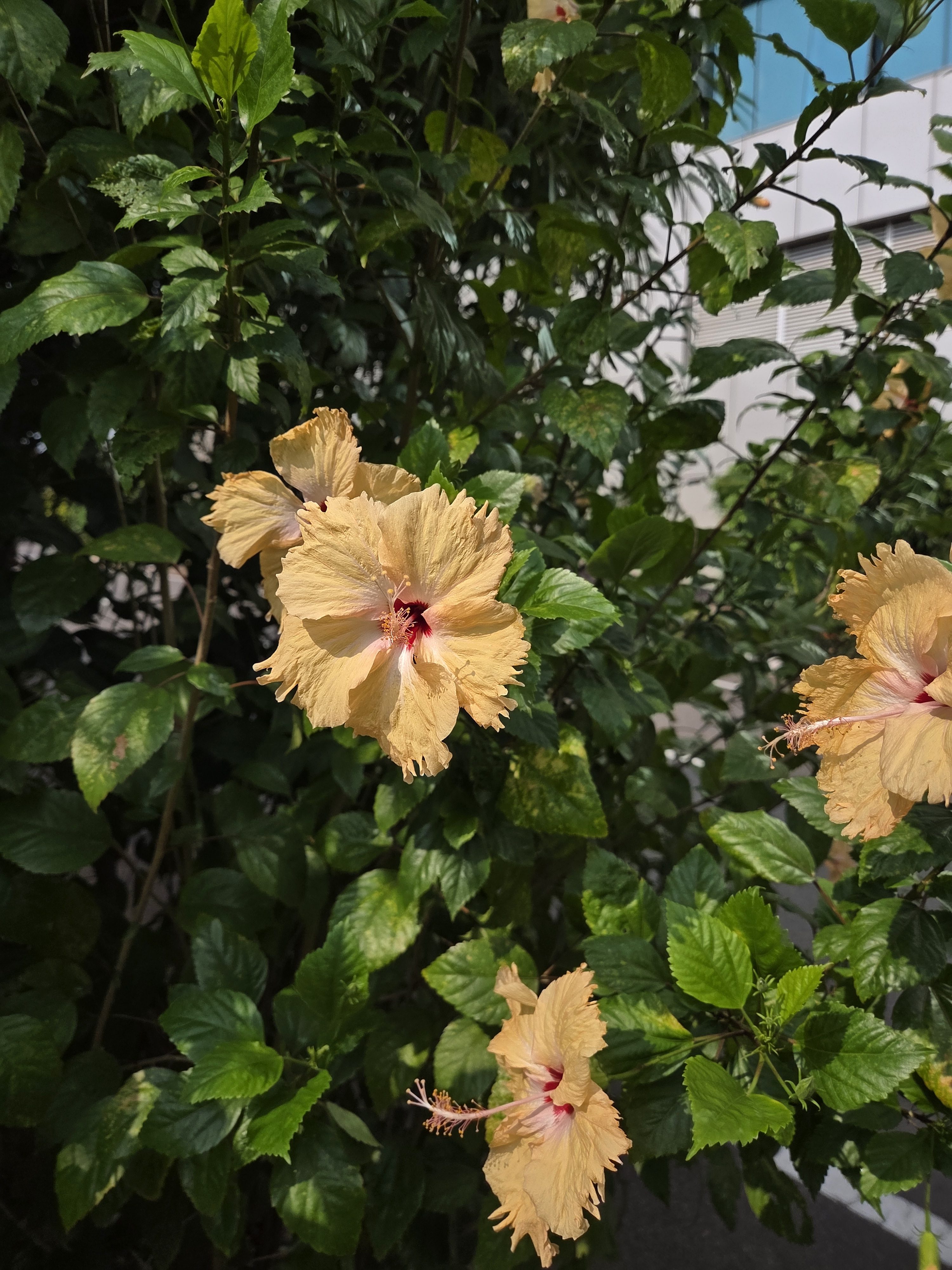 Yellow hibiscus flowers with ruffled petals and red centers surrounded by green leaves in a garden.