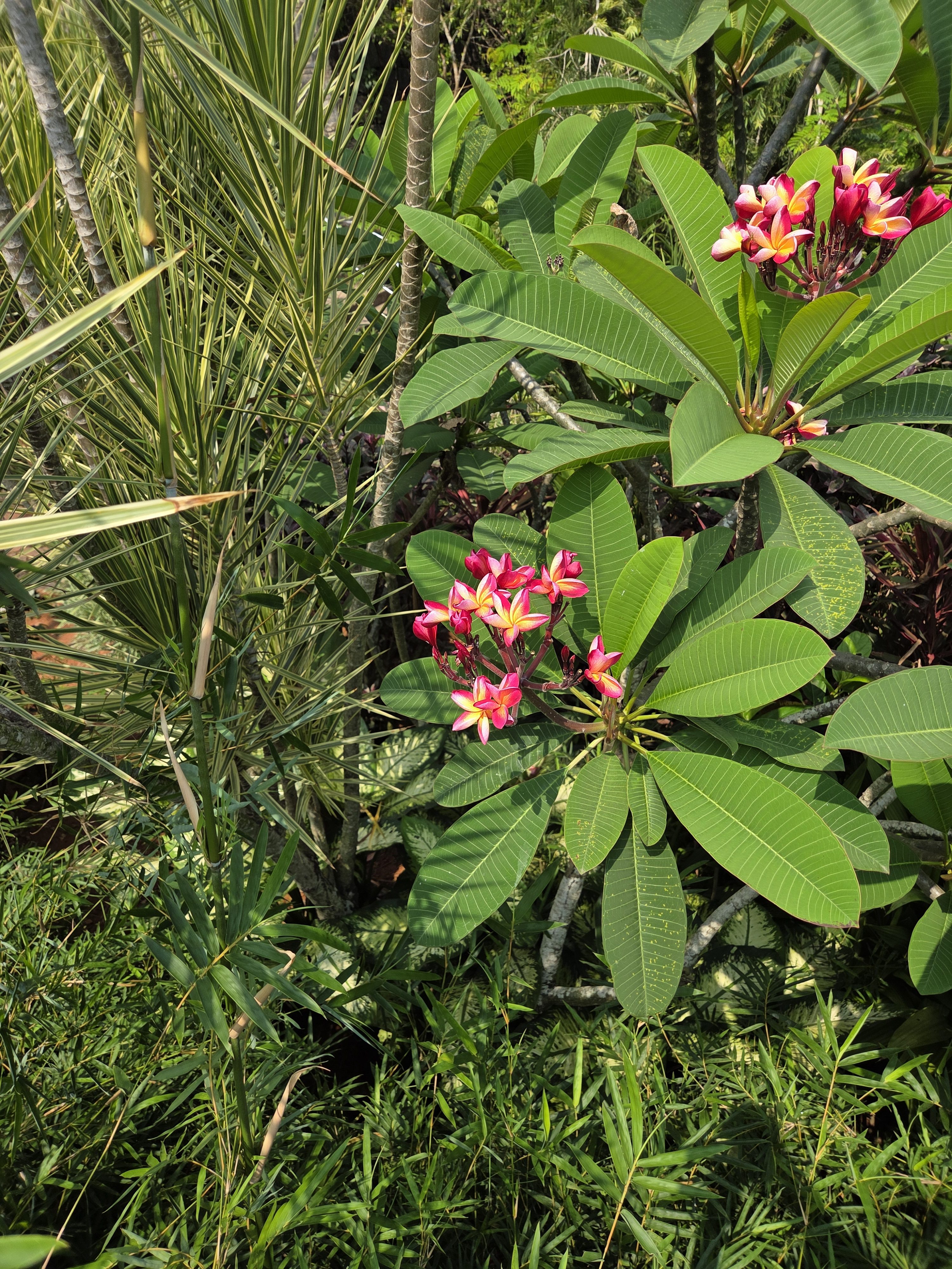 A vibrant cluster of pink and yellow plumeria flowers surrounded by lush green leaves. The plants are set against a backdrop of tall grasses and leafy vegetation, creating a tropical garden scene.