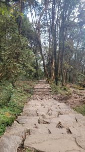 A stone pathway leading through a dense, lush forest with tall trees on either side. The path appears to ascend slightly, surrounded by greenery and fallen leaves.