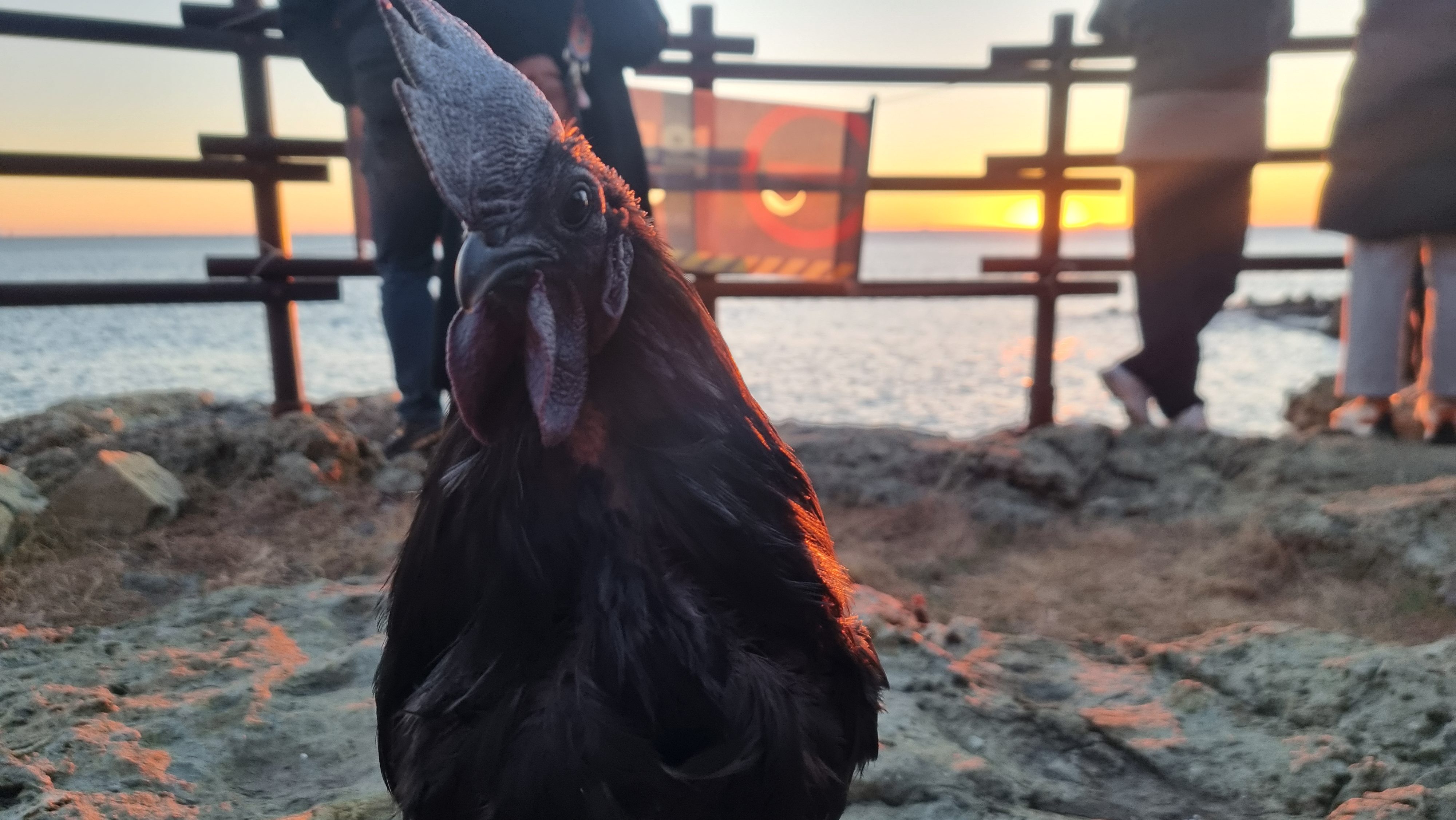 A close-up of a black rooster standing on rocky ground with a sunset in the background. There are silhouetted figures and a railing along Igidae Cliff, a geological park located along the southern coast of Busan.