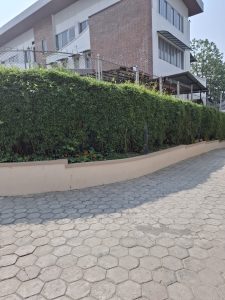 Paved sidewalk beside a trimmed green hedge