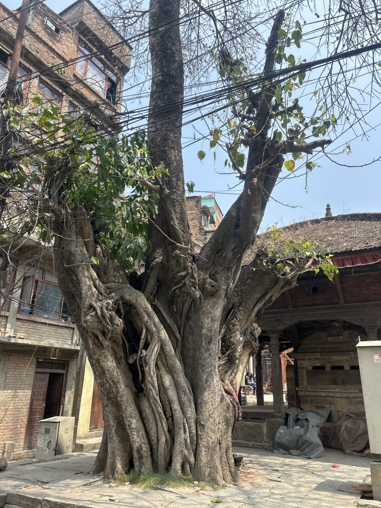 A large, gnarled tree with thick intertwined trunks stands in an urban setting.
