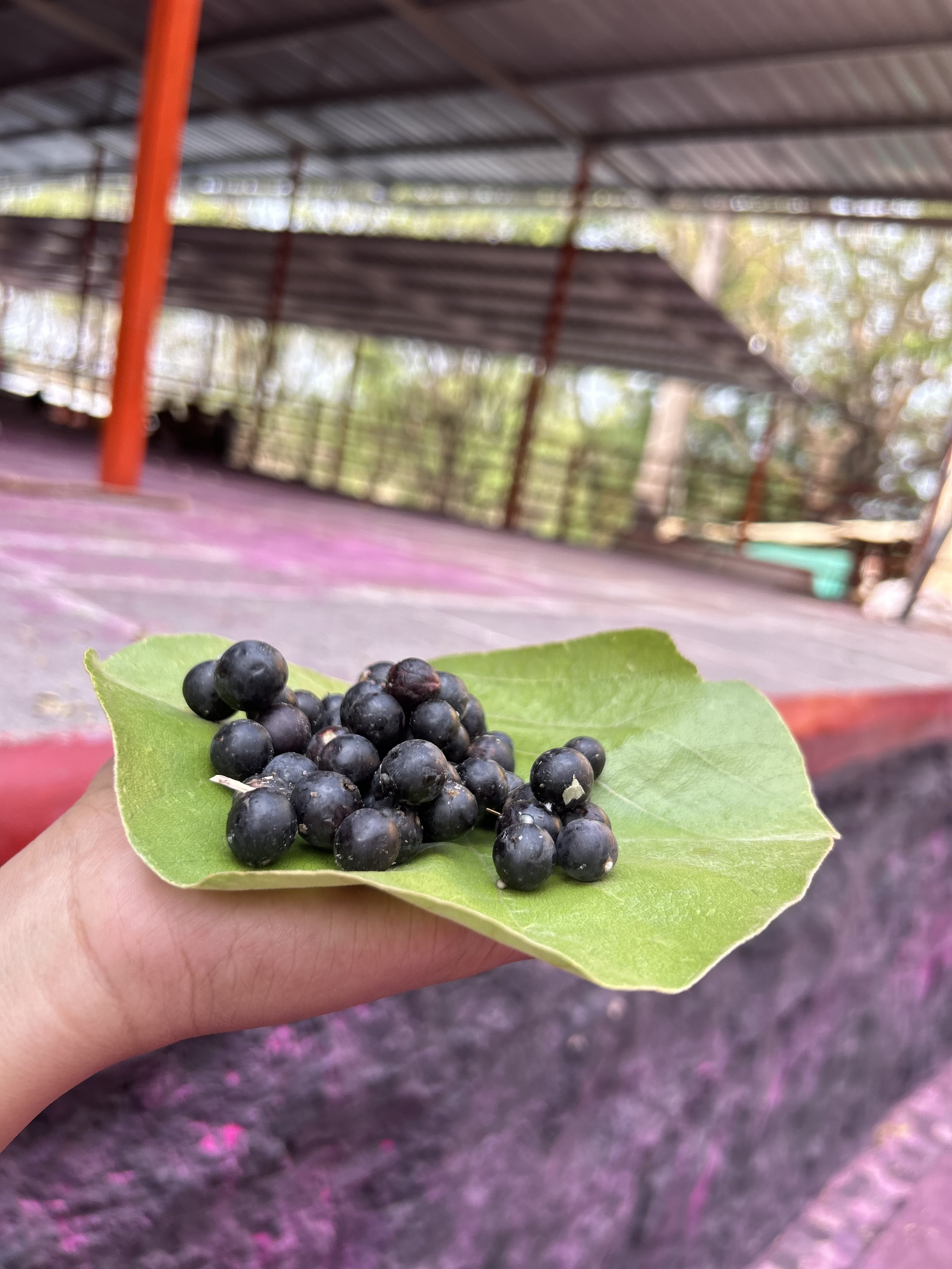 A hand holding a vibrant green leaf with numerous small blueberries placed on it. In the background, there are hints of a rustic structure with a metal roof, and a blurred, colorful surface underneath