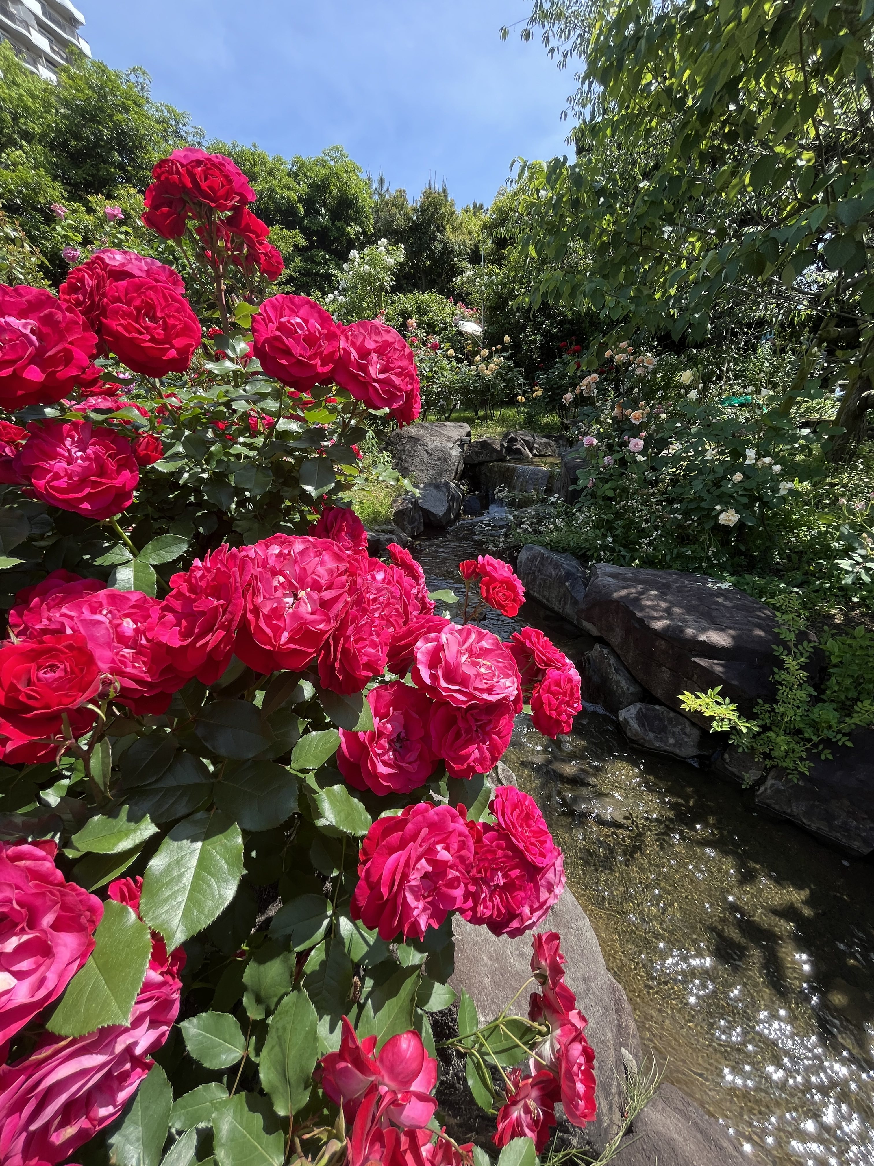 A vibrant garden scene featuring lush pink roses in the foreground, blooming abundantly among green leaves. In the background, a small, serene stream is visible, reflecting sunlight, with smooth stones bordering the water.