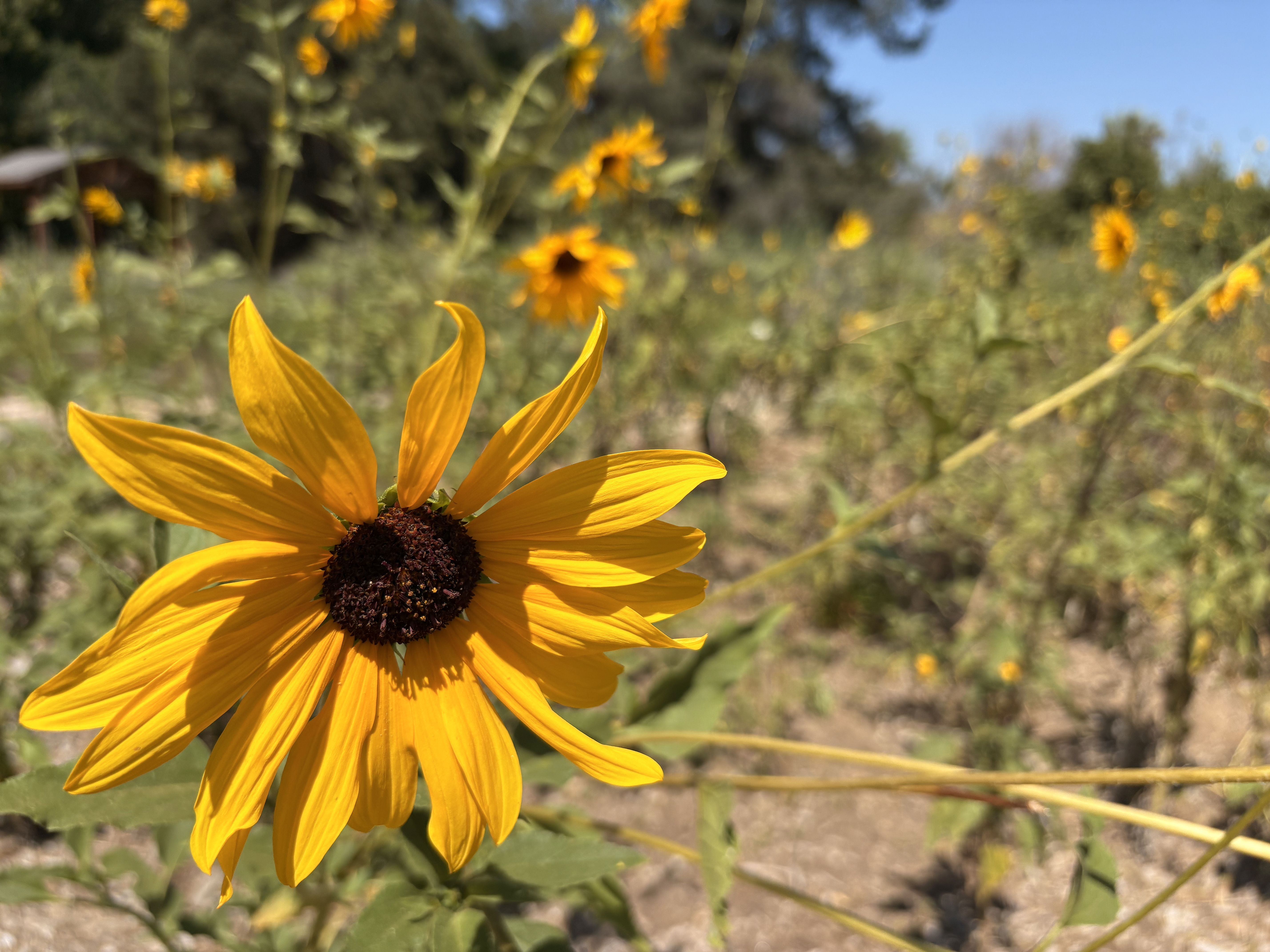 A close-up of a vibrant yellow sunflower with a dark center in a field of sunflowers.