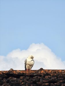 A white pigeon perched on a red-tiled roof against a blue sky with fluffy white clouds. Captured from Perumanna, Kozhikode, Kerala. 
