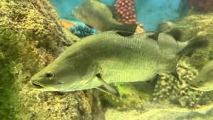 A large silver fish swimming near rocks in an aquarium, with other fish and colorful decorations in the background.