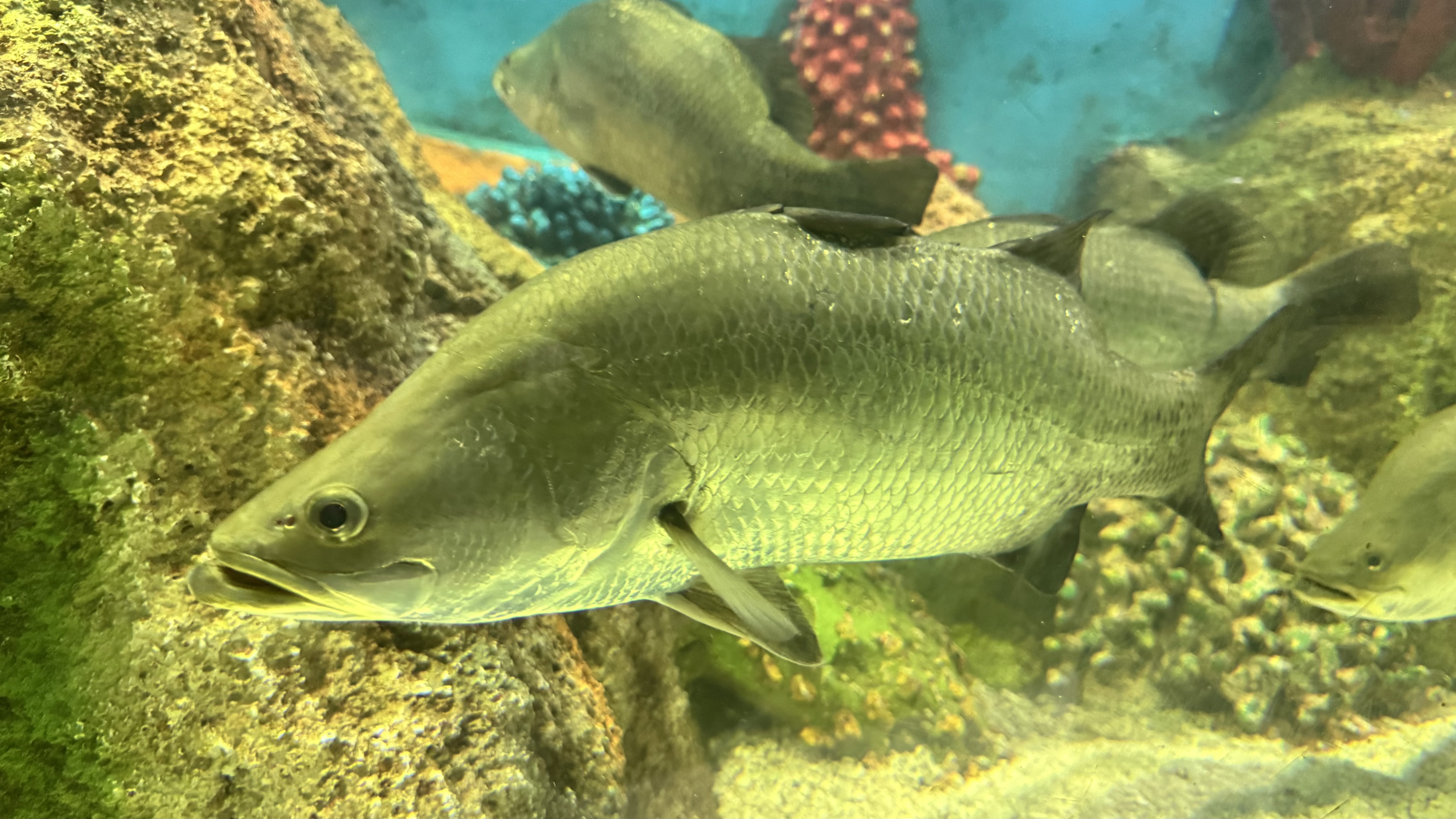 A large silver fish swimming near rocks in an aquarium, with other fish and colorful decorations in the background.