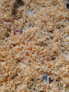 A large collection of white flowers with orange centers spread out over sheets of paper, possibly drying in the sunlight.