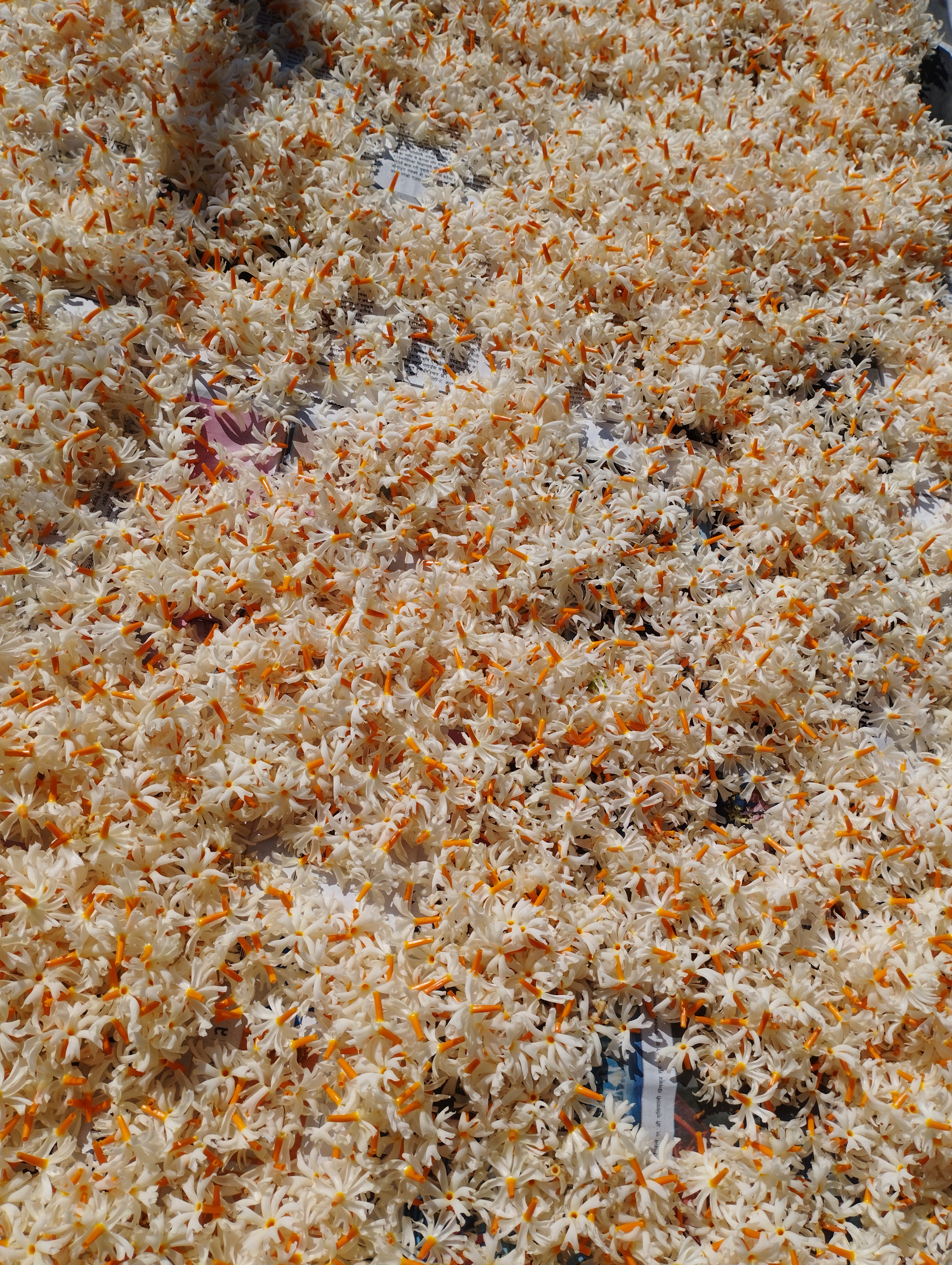 A large collection of white flowers with orange centers spread out over sheets of paper, possibly drying in the sunlight.