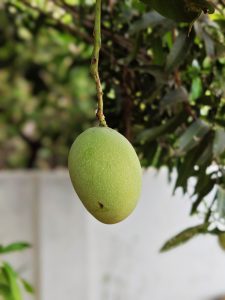 A close-up of a single green mango hanging from a tree branch with blurred leaves in the background.