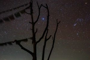 A night sky filled with stars, featuring a prominent constellation. A silhouetted tree in the foreground and blurred prayer flags add depth to the scene.