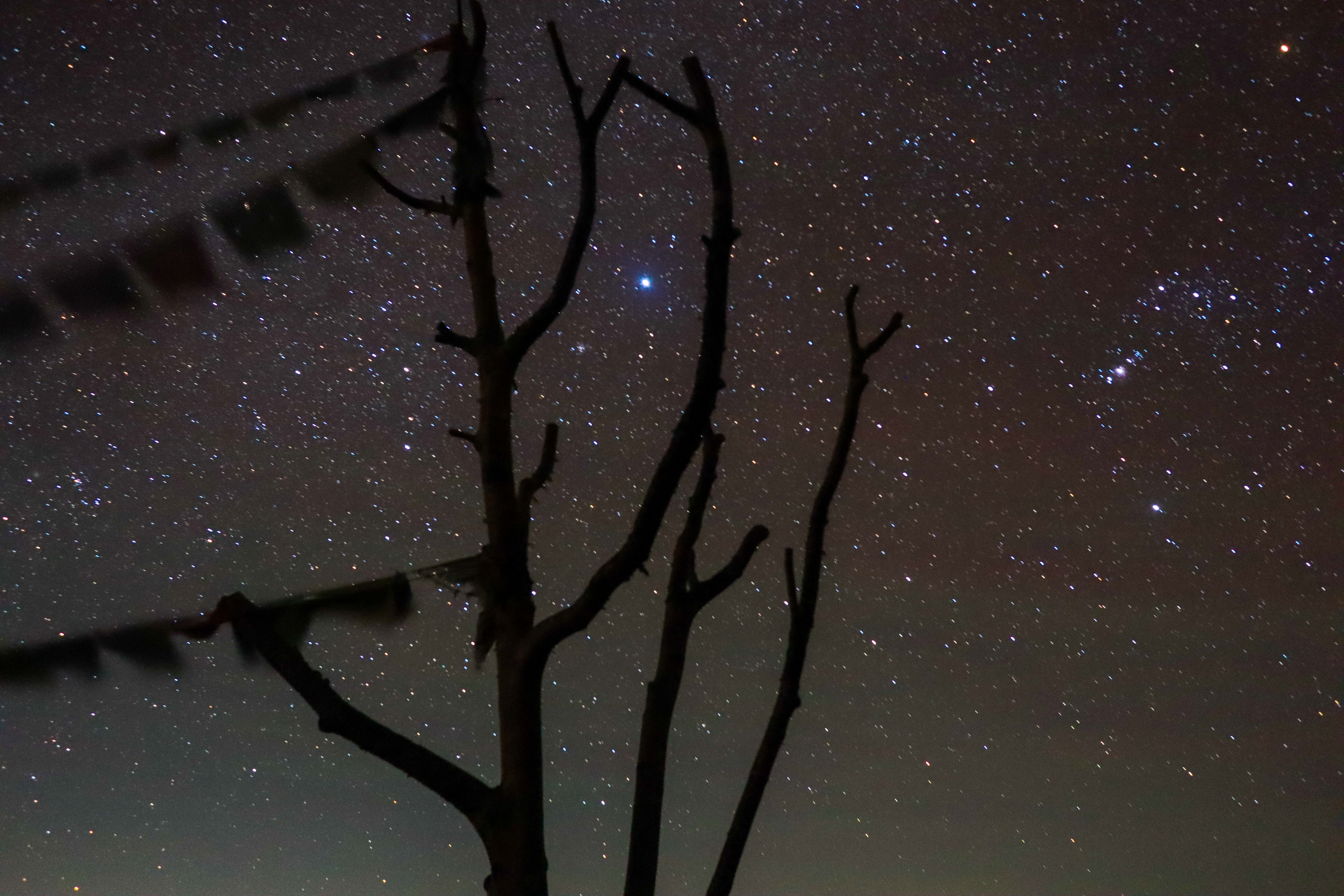 A night sky filled with stars, featuring a prominent constellation. A silhouetted tree in the foreground and blurred prayer flags add depth to the scene.