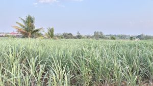 A lush green sugarcane field with tall stalks under a clear blue sky, bordered by palm trees and distant trees on the horizon.